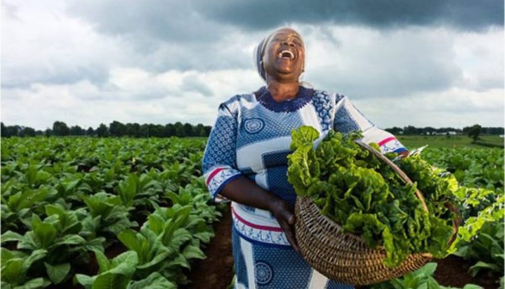 tobacco farming image